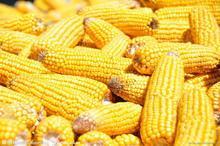 郑州玉米强麦期货开户咨询期货开户批发