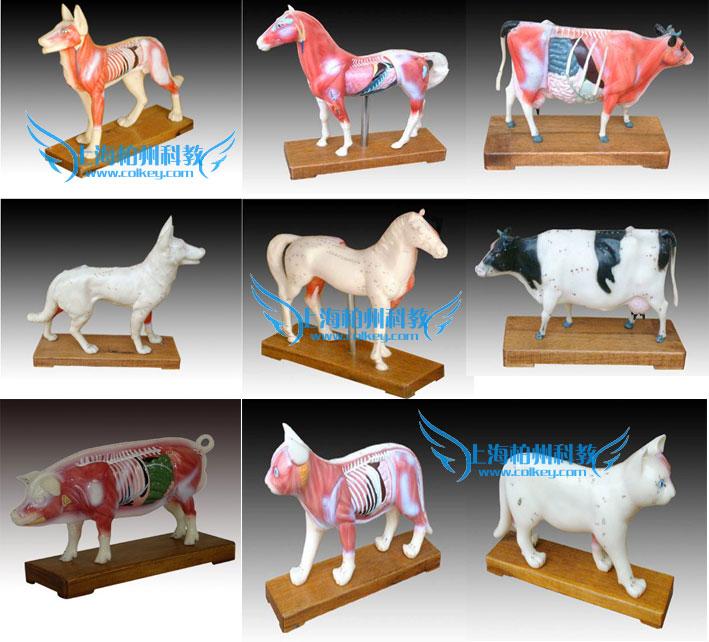 供应马体针灸模型牛针灸教学模型图片