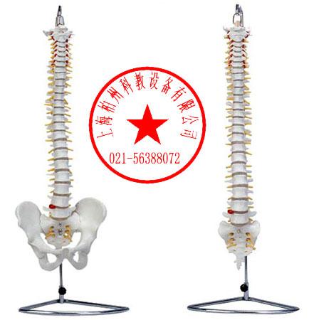 人体脊柱模型人体脊椎模型批发