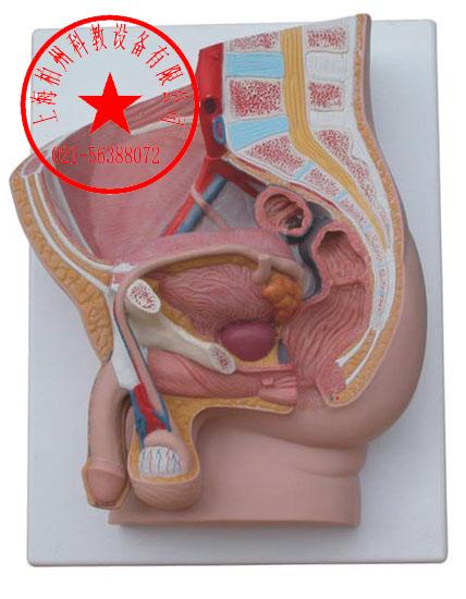 供应前列腺矢状模型