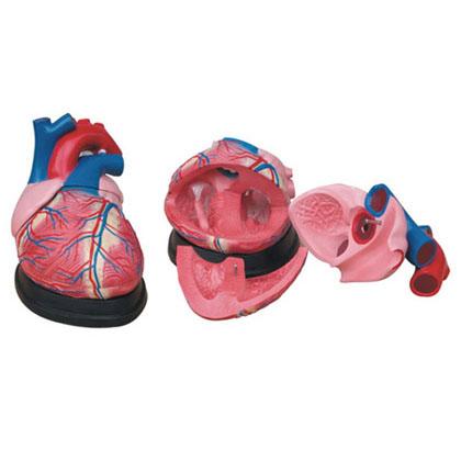 供应大心脏解剖模型，心脏解剖放大模型