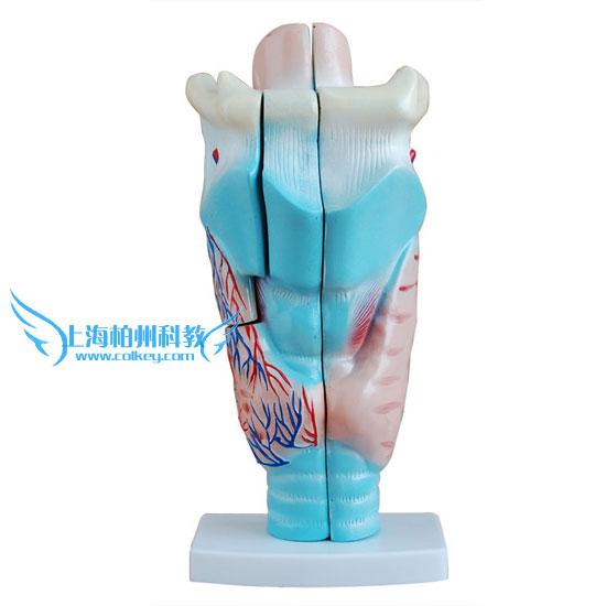 供应喉头解剖模型喉头模型