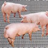 供应养猪筛网