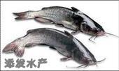 供应广东叉尾鮰鱼价格图片
