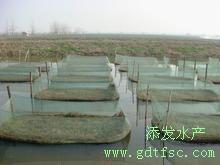 广州市优质的生鱼苗厂家供应优质的生鱼苗