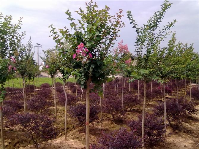 供应安徽紫薇2-5公分大量供应