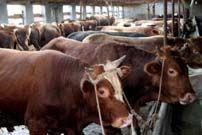 利木赞牛价格养殖技术 肉牛养殖行情 肉牛养殖中心