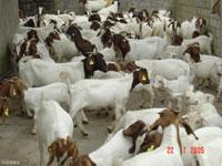 牛羊 牛羊价格 波尔山羊养殖技术