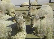 肉羊 波尔山羊养殖技术 波尔山羊价格