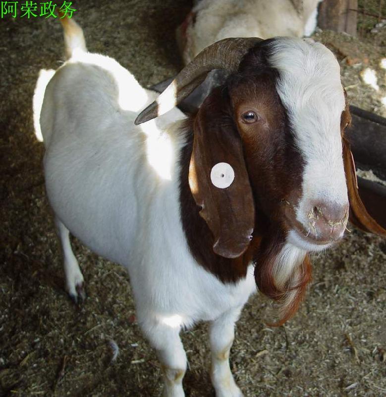济宁市波尔山羊产肉高是养殖好养牛羊牛羊厂家肉羊 波尔山羊养殖技术 波尔山羊价格