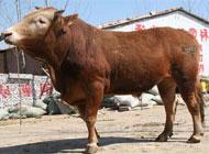 肉牛养殖技术 肉牛养殖行情鲁西黄牛价格养殖技术
