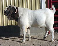 济宁市波尔山羊产肉高是养殖好养牛羊牛羊厂家