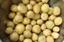 奇山小土豆种出金豆豆秋季繁育的早熟高产抗病脱毒马铃薯种子