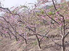 供应12公分桃树价格占地桃树价格