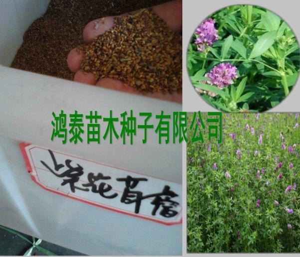 供应湖南牧草种子湖南牧草种子价格图片