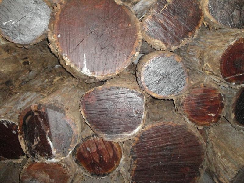 刺猬紫檀原木进口黄埔木材批发