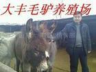 华北大丰德州肉驴养殖场批发