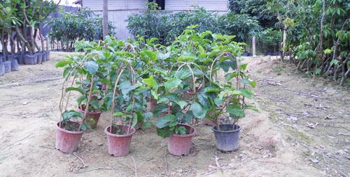 钦州市百香果苗种植厂家供应百香果苗种植