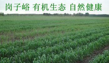 供应2012新粮上市五谷养生杂粮图片