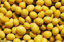 供应批发豌豆黄豆玉米小麦