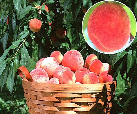 供应南阳桃子产地，桃子代办，红桃价格，桃子信息图片
