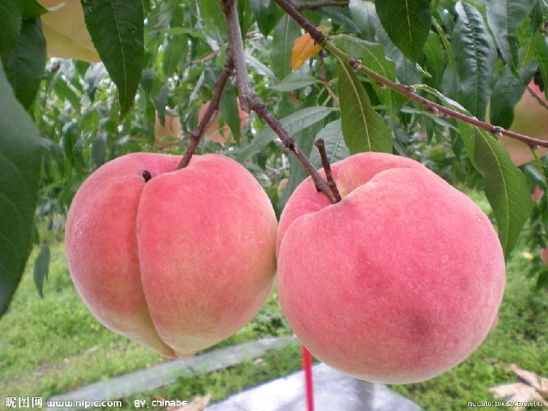 供应商丘大红桃价格，桃子产地，桃子批发，桃子供货商，桃子信息网