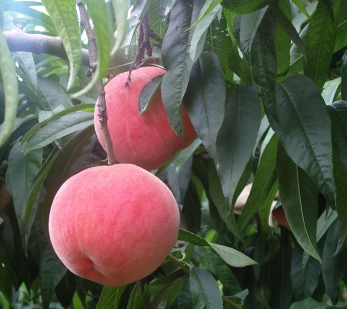 6月中旬大量桃子上市欢迎采购批发