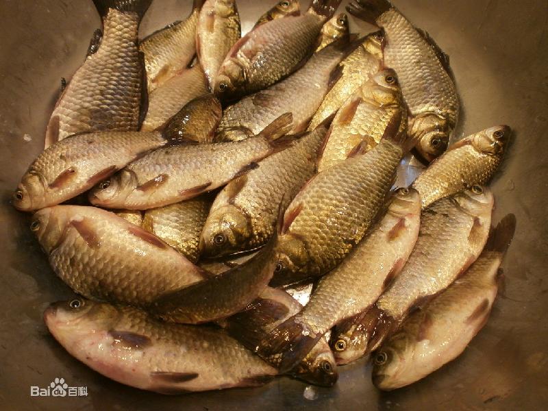 供应北京长年大量销售淡水鱼黄金鲫鱼