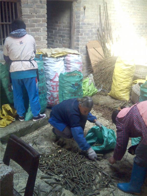 供应竹柳广西回收加工基地 美国竹柳广西回收价格 美国竹柳广西加工厂家