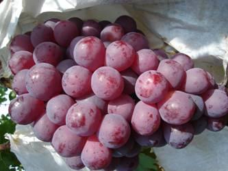 宾川红提葡萄产地红提葡萄的信息 中国优质红提葡萄批发商