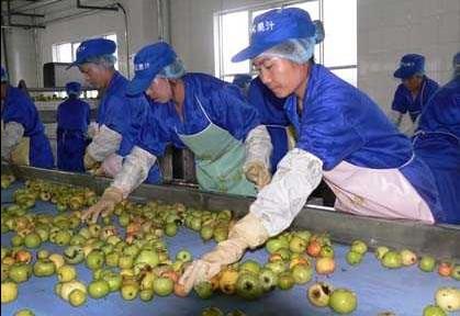 苹果浓缩汁生产线厂家批发