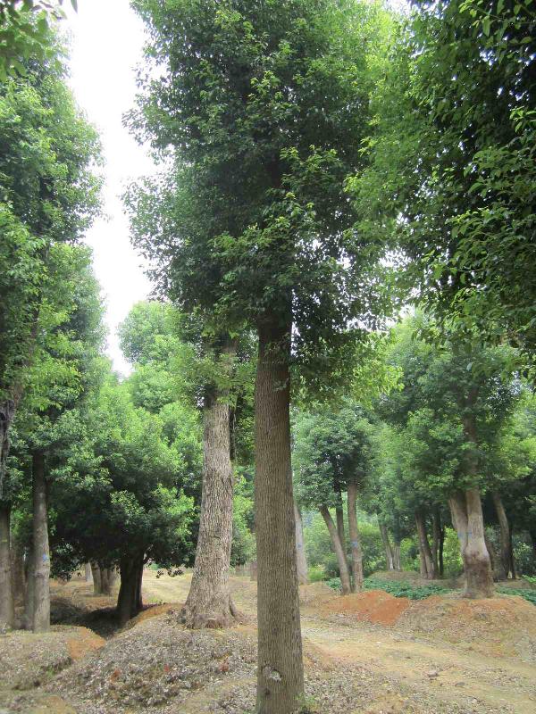 供应32公分大冠移栽香樟树益阳市慧林园林图片