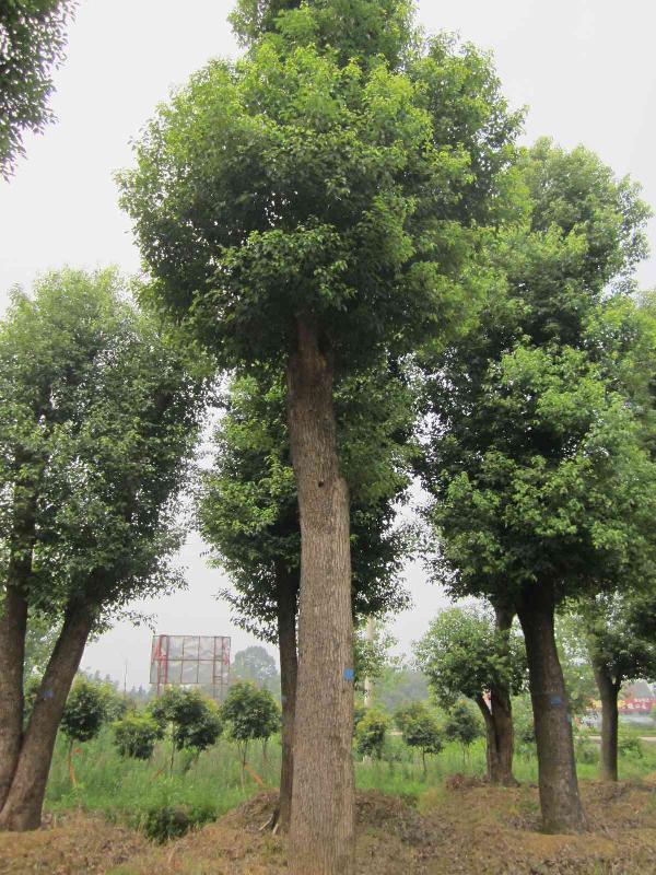 供应40公分大冠移植香樟益阳市慧林园林图片