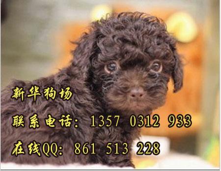 在广州能不能买到小体泰迪熊 广东新华狗场出售颜色多样可选
