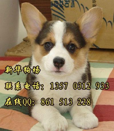 广州哪里有卖两色三色柯基犬 什么地方有卖宠物狗柯基犬 广州有没有狗场图片