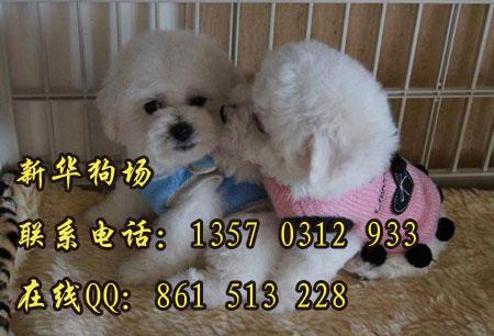 广州市广州宠物狗批发广州哪里有卖比熊厂家