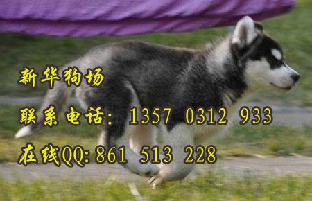 广州哪里有卖狗 哪里有卖哈士奇 广州宠物狗哈士奇价钱多 哈士奇图片