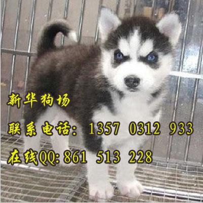 广州哪里有卖狗 哪里有卖哈士奇 广州宠物狗哈士奇价钱多 哈士奇图片