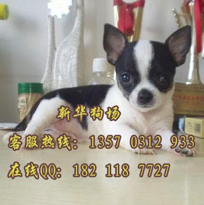 如何挑选苹果头吉娃娃 广州哪里有卖袖珍犬吉娃娃 小型犬吉娃娃图片