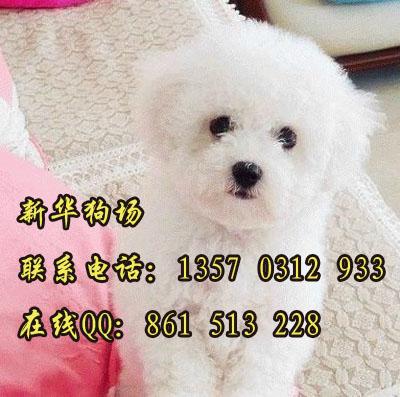 广州哪里有卖宠物狗比熊 健康比熊狗什么地方有卖 广州比熊图片