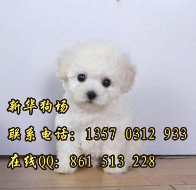 在广州能不能买到小体泰迪熊 广东新华狗场出售颜色多样可选