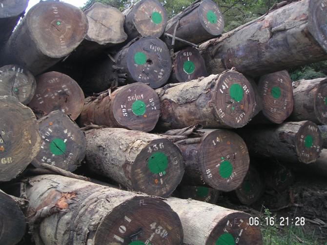 进口几内亚/莫桑比克木材办理什么批发