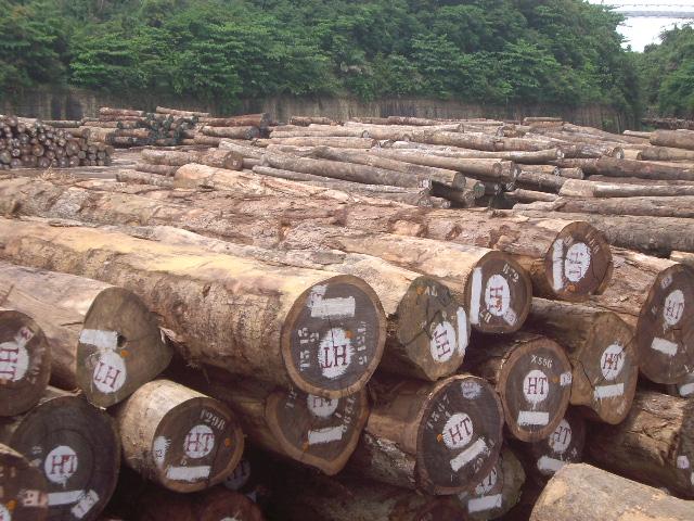 东莞市进口秘鲁/圭亚那木材需要的资料厂家进口秘鲁/圭亚那木材需要的资料：申报/报关/通关资料