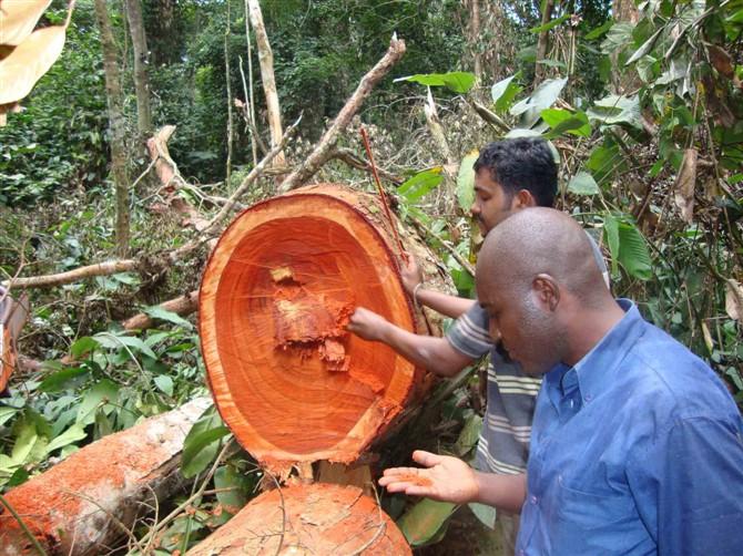 进口几内亚/莫桑比克木材办理什么手续-木材进口报关手续有哪些