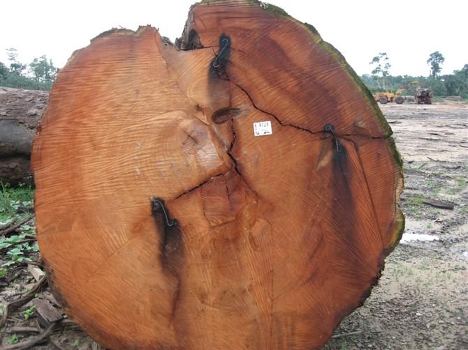 进口秘鲁/圭亚那木材需要的资料进口秘鲁/圭亚那木材需要的资料：申报/报关/通关资料