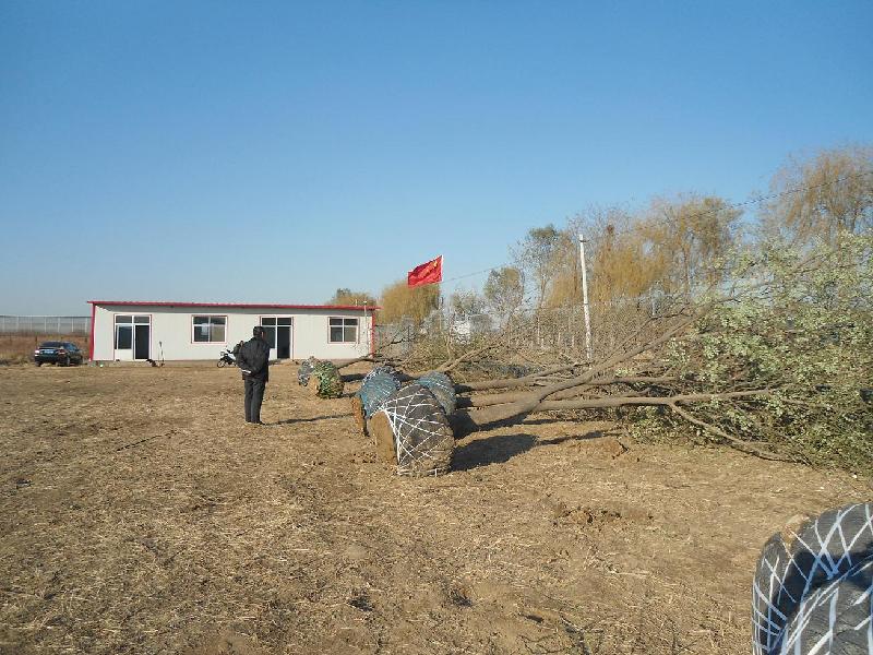 供应沧州白蜡山东白蜡基地15公分大量