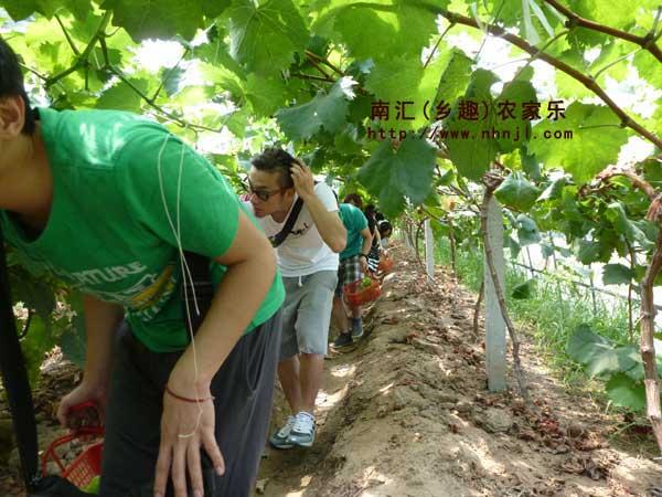 上海市国庆上海周边农家乐推荐厂家