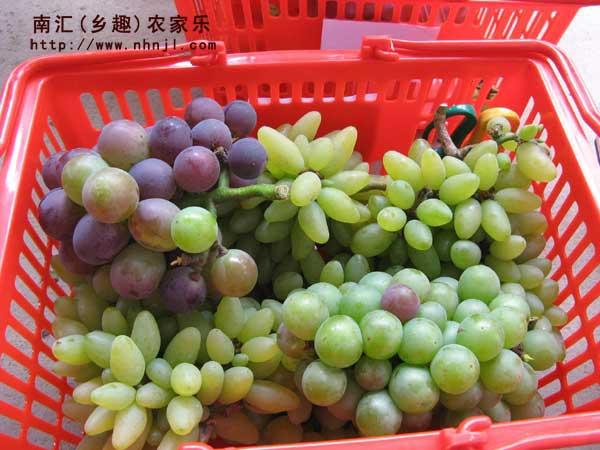供应上海南汇农家乐采葡萄摘西瓜品桃子