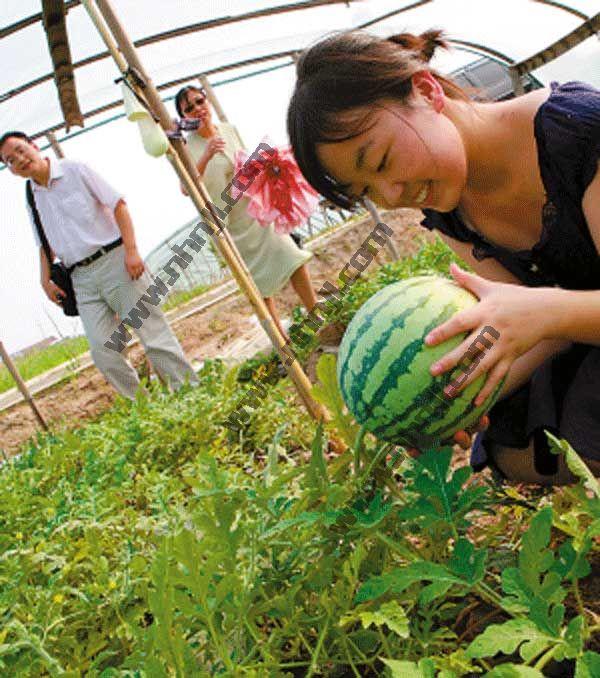 供应上海郊区农家乐避暑采摘之旅