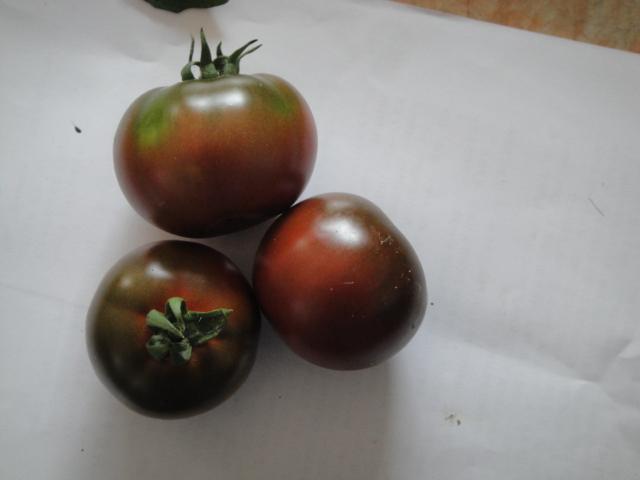 供应中国黑西红柿